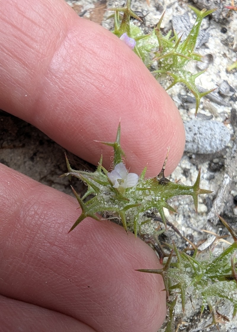 Navarretia hamata subsp. parviloba photo 3
