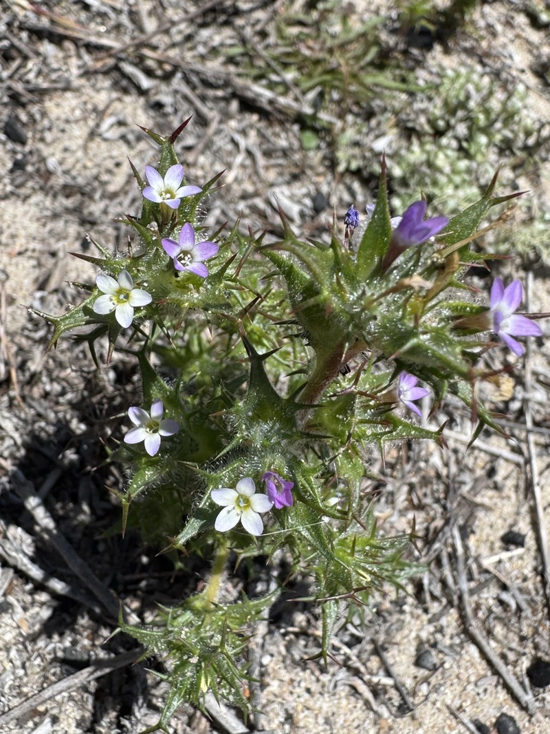 Navarretia hamata subsp. parviloba photo 4