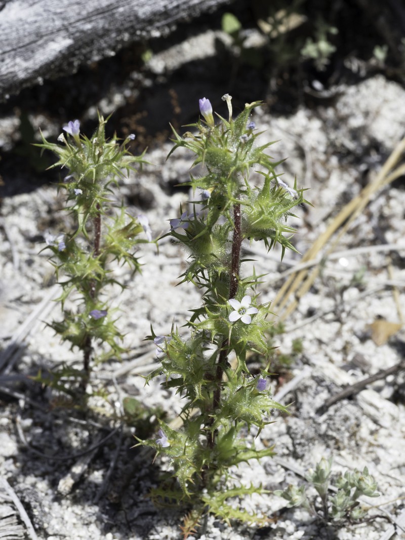 Navarretia hamata subsp. parviloba photo 5