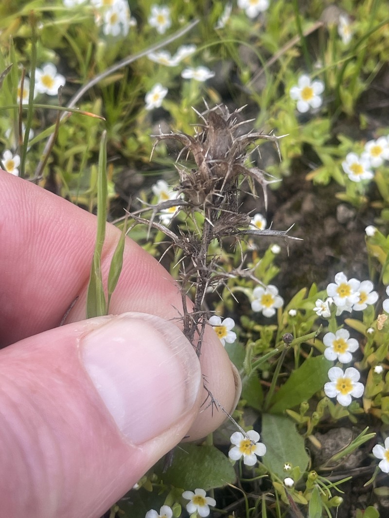 Navarretia hamata subsp. parviloba photo 6