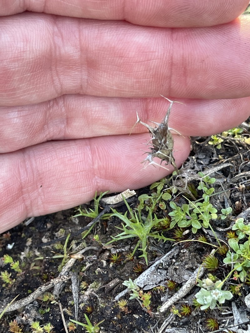 Navarretia hamata subsp. parviloba photo 7