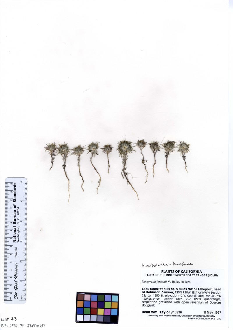 Tehama Pincushionplant