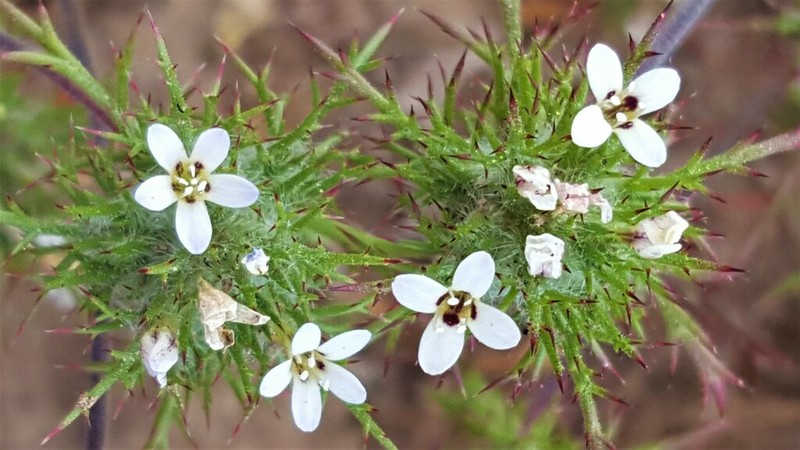 Tehama Pincushionplant photo 2
