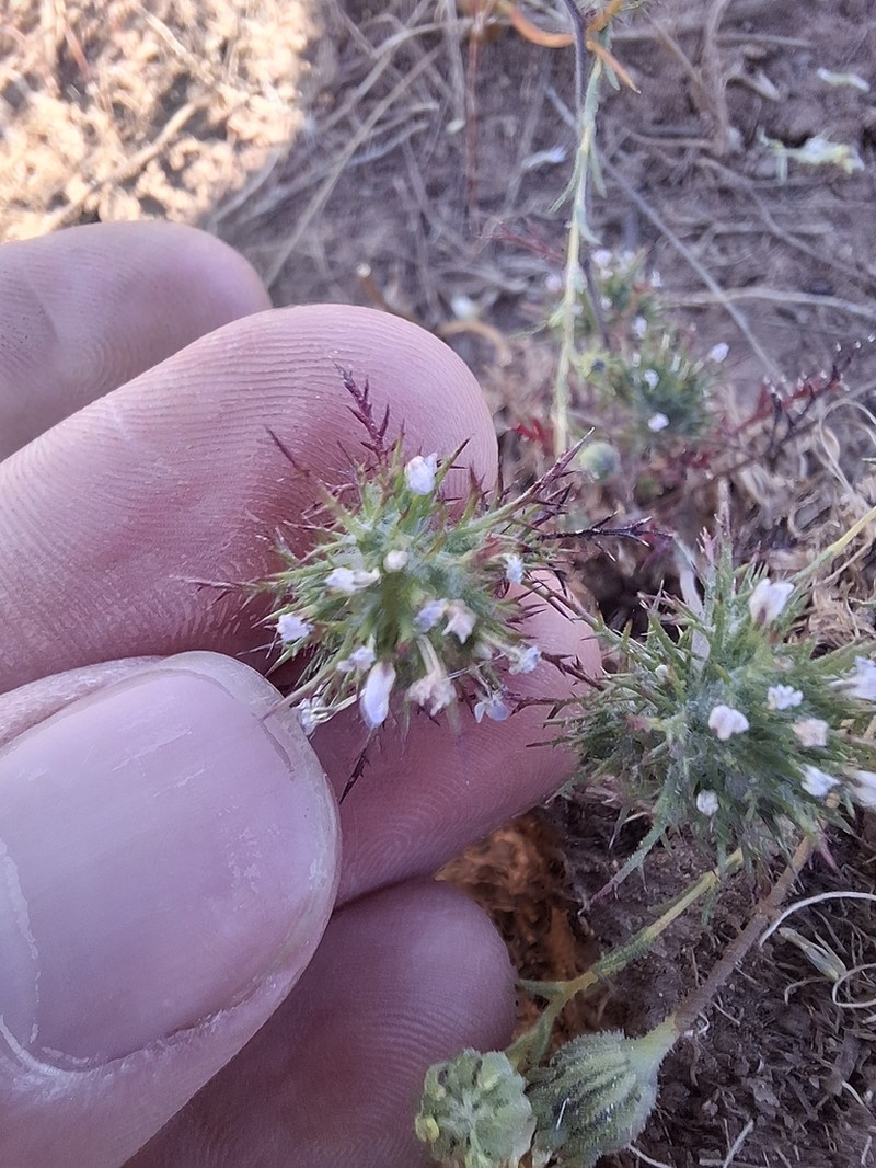 Tehama Pincushionplant photo 3