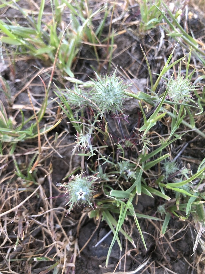 Tehama Pincushionplant photo 4