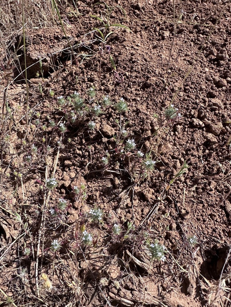 Tehama Pincushionplant photo 5