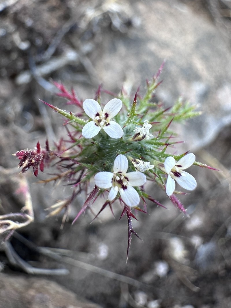 Tehama Pincushionplant photo 6