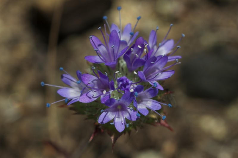Calistoga Pincushionplant