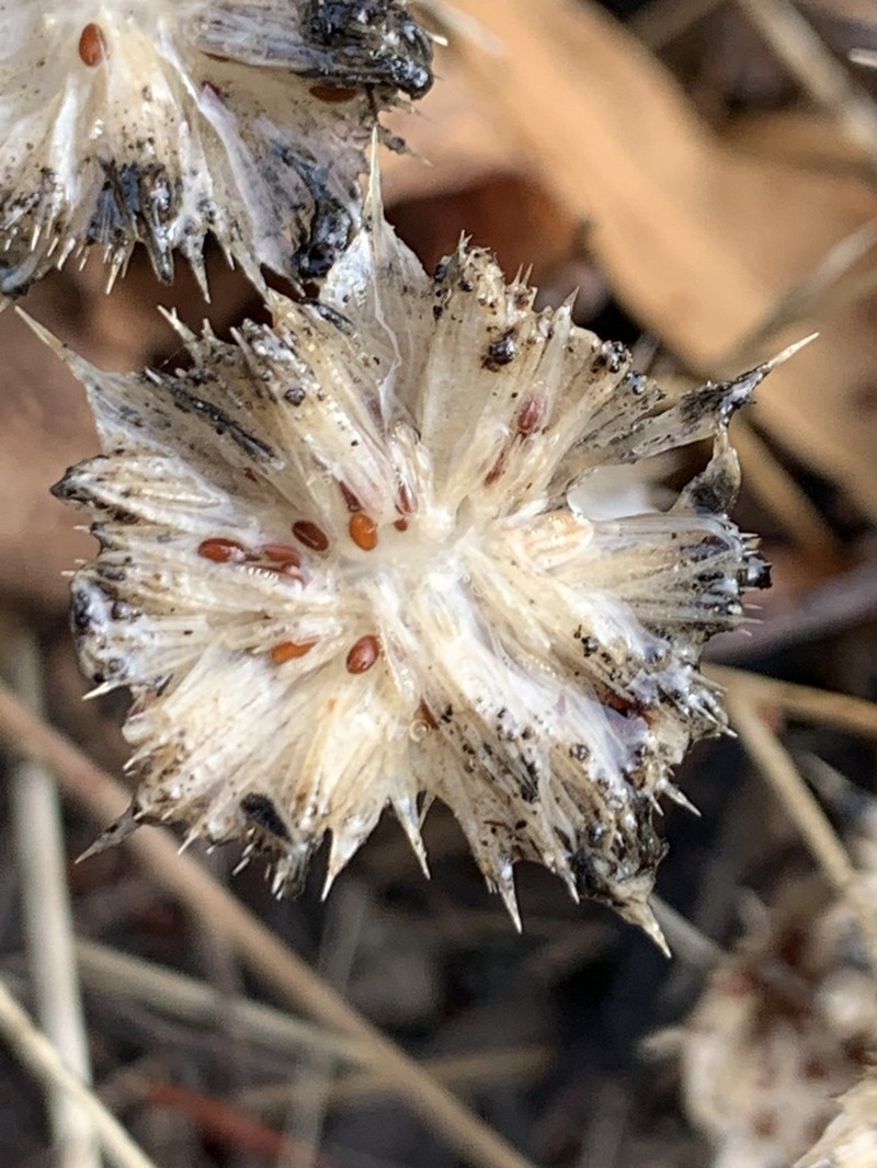 Calistoga Pincushionplant photo 3