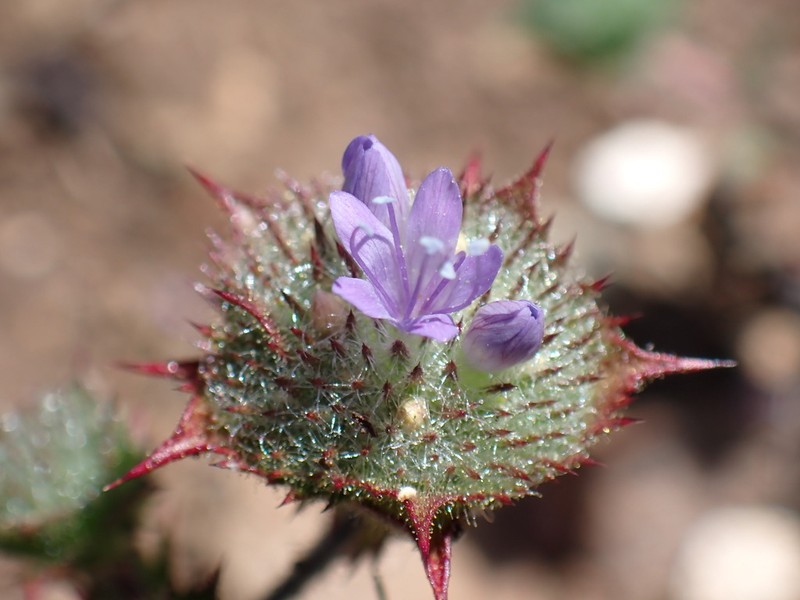 Calistoga Pincushionplant photo 4
