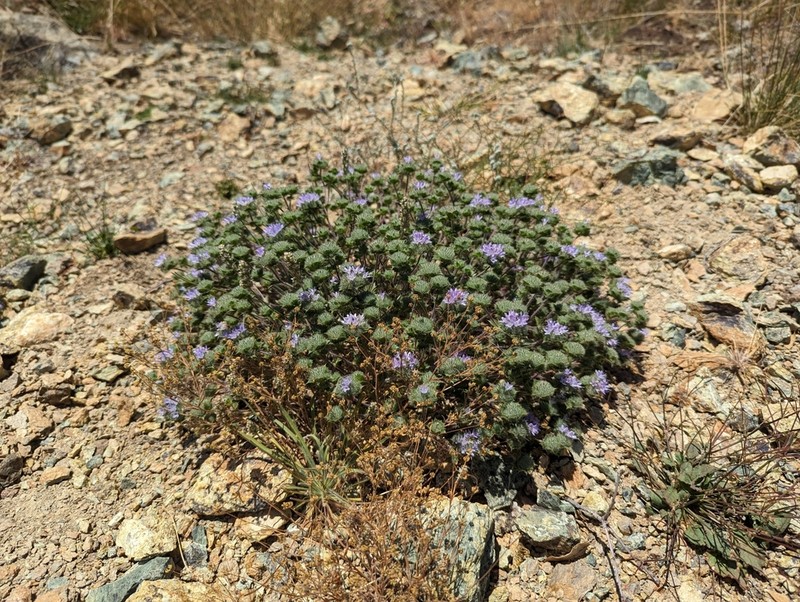 Calistoga Pincushionplant photo 5
