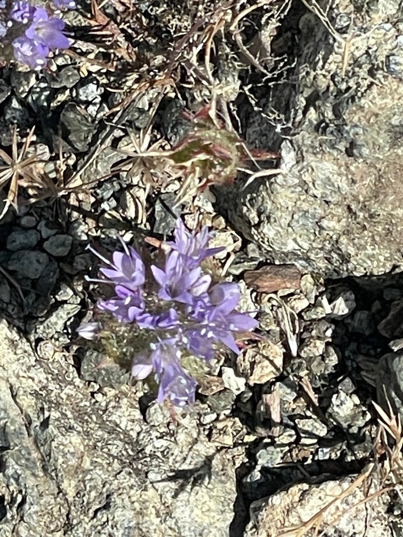 Calistoga Pincushionplant photo 7