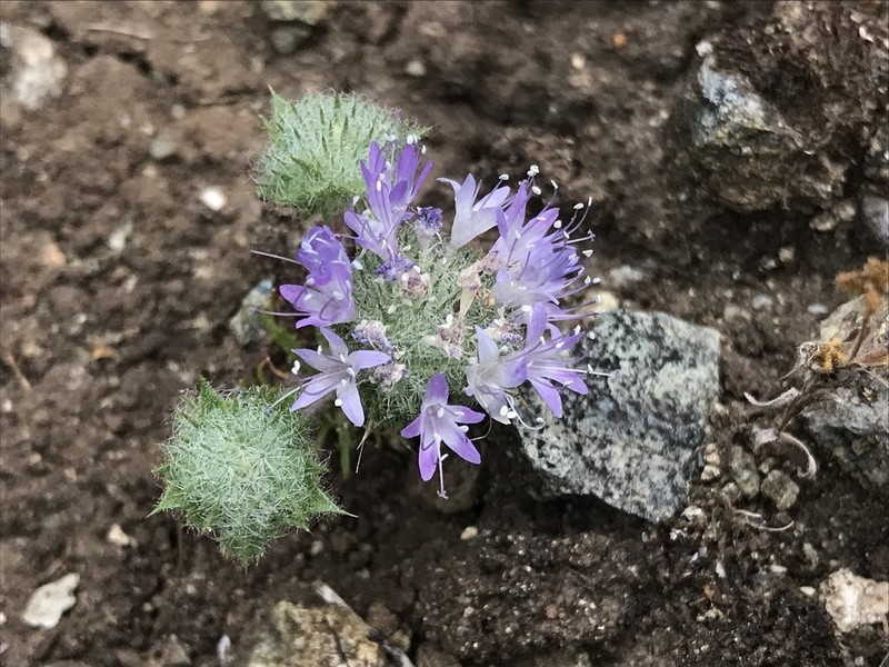Calistoga Pincushionplant photo 8