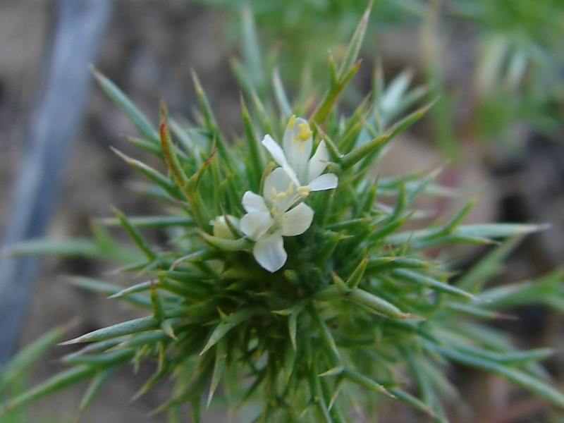 Needleleaf Navarretia
