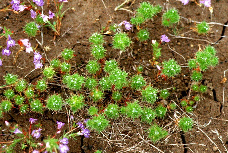Needleleaf Navarretia photo 2