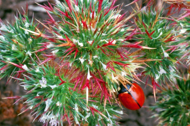 Needleleaf Navarretia photo 3