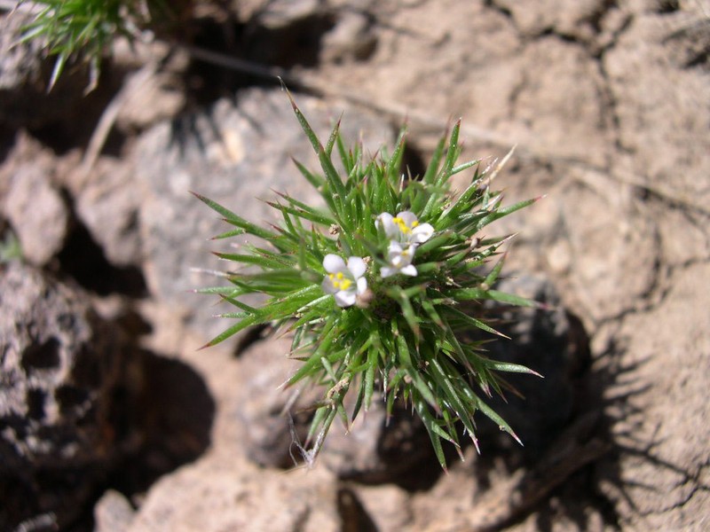 Needleleaf Navarretia photo 4