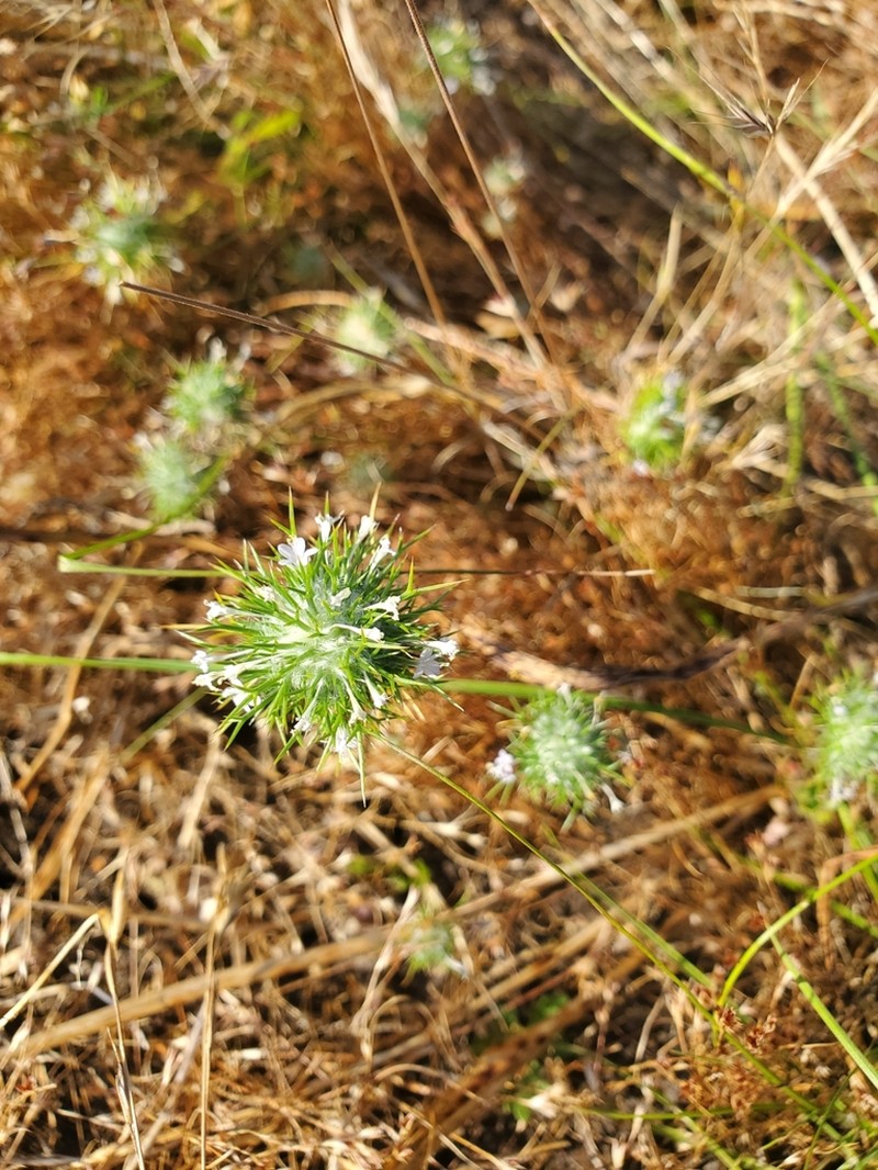 Needleleaf Navarretia photo 5