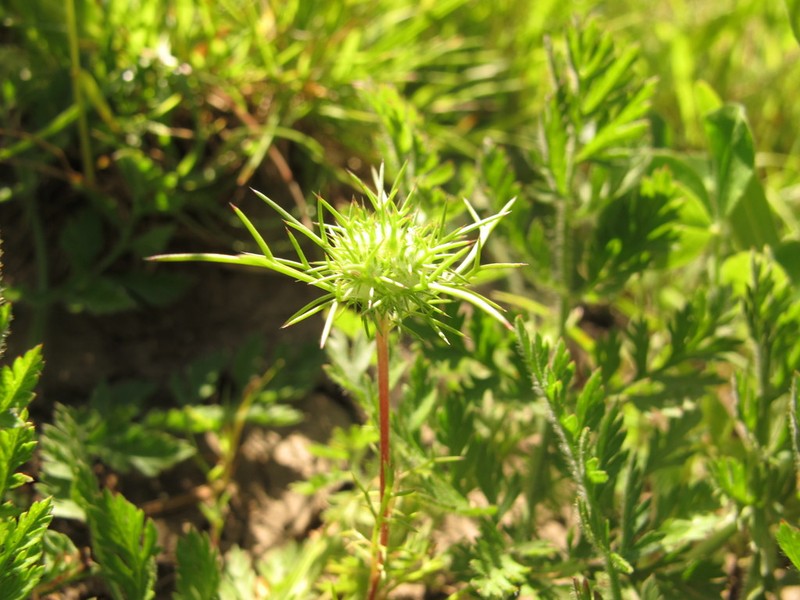 Needleleaf Navarretia photo 6
