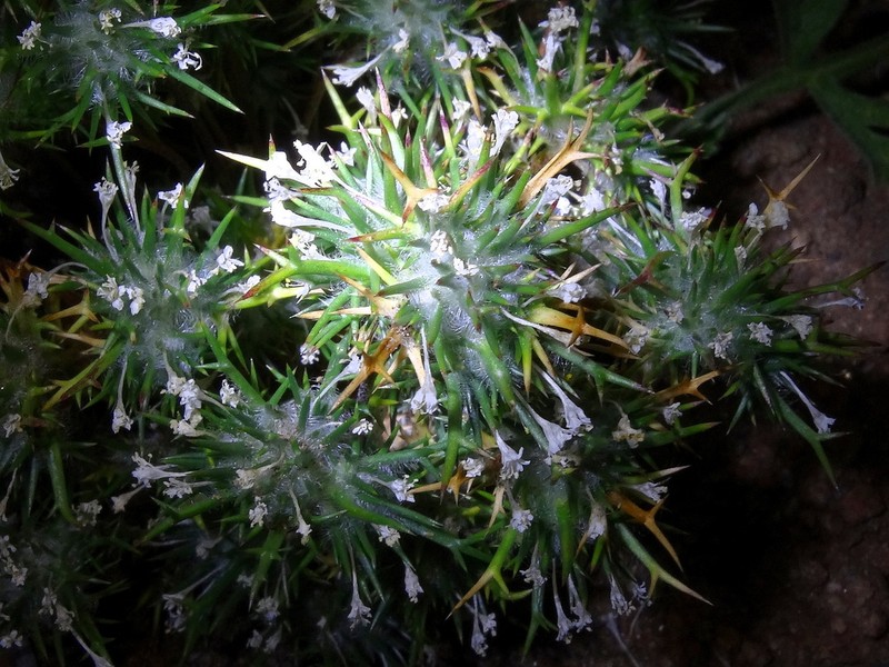 Needleleaf Navarretia photo 7
