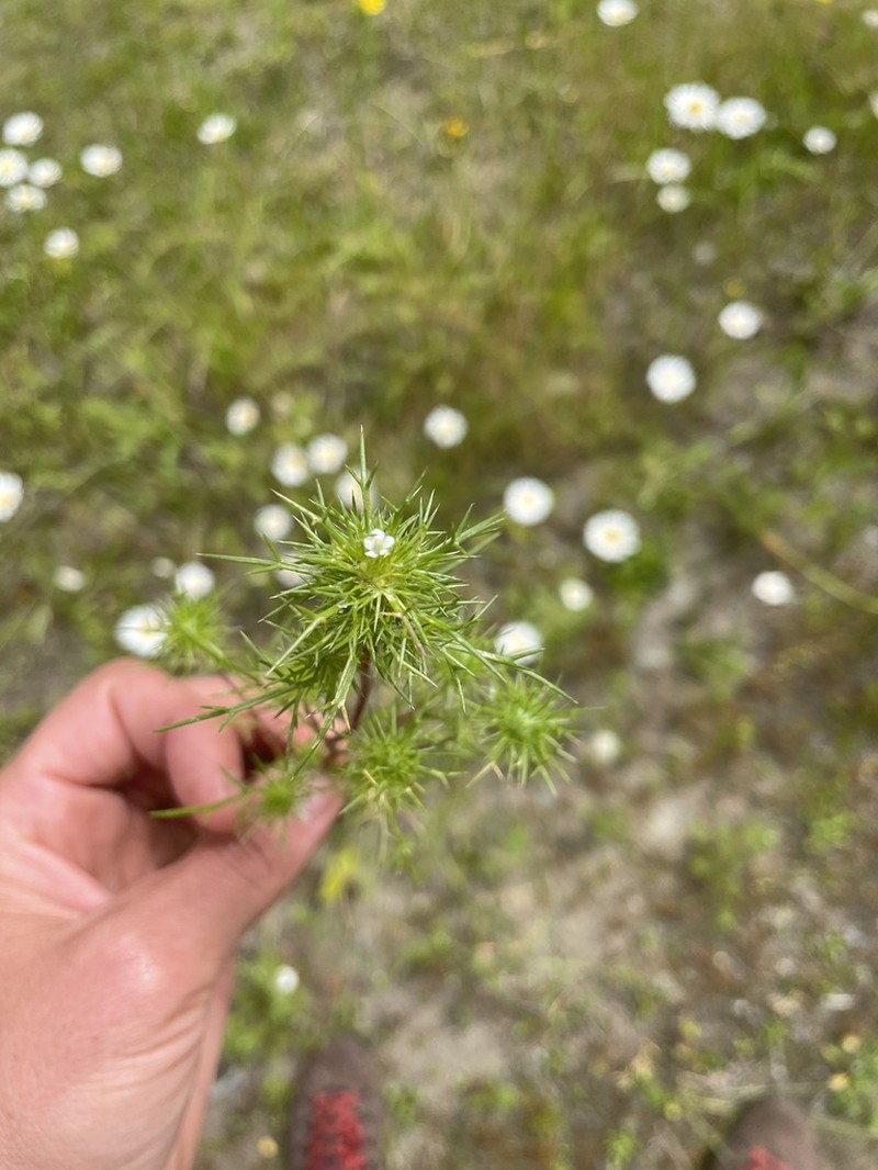 Needleleaf Navarretia photo 8