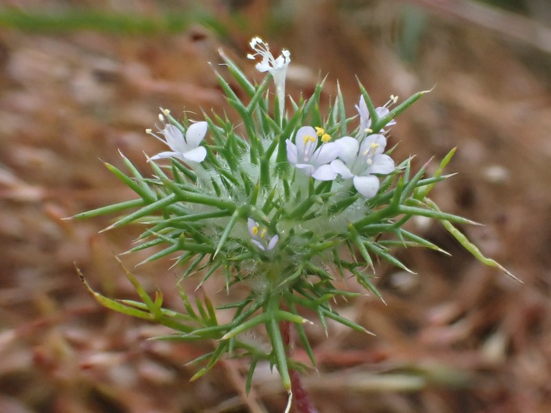 Navarretia intertexta subsp. intertexta