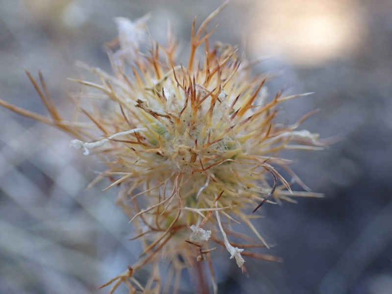 Navarretia intertexta subsp. intertexta photo 2
