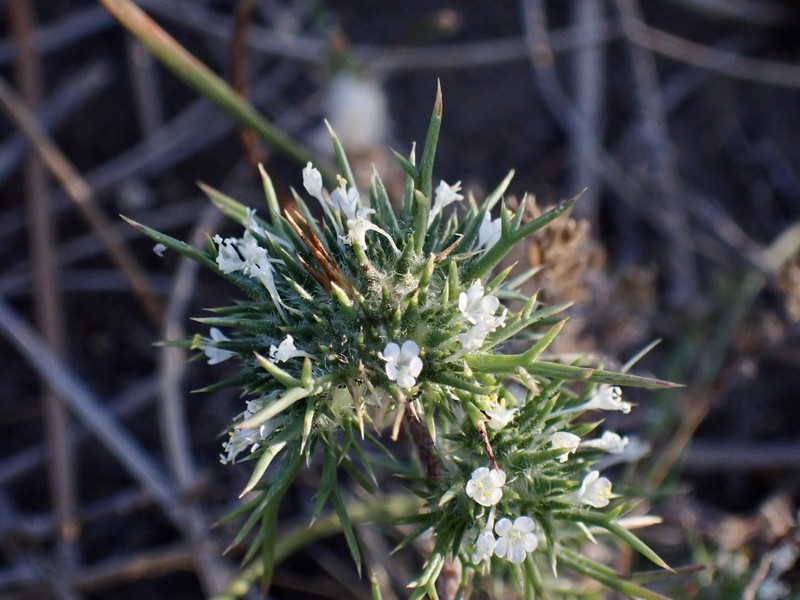 Navarretia intertexta subsp. intertexta photo 3