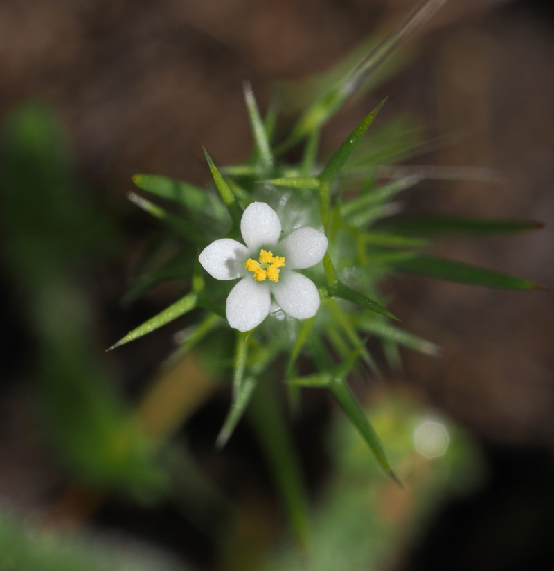 Navarretia intertexta subsp. intertexta photo 6