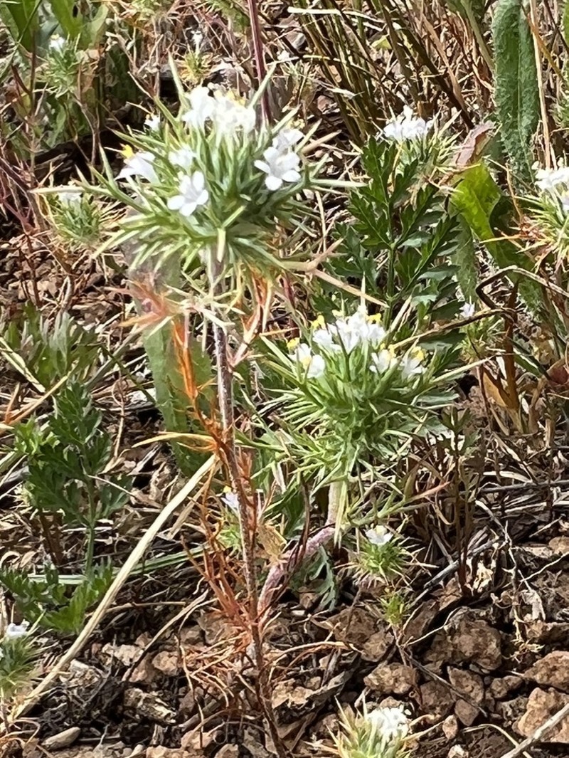 Navarretia intertexta subsp. intertexta photo 7