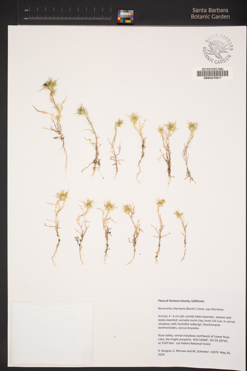 Navarretia intertexta subsp. intertexta photo 8