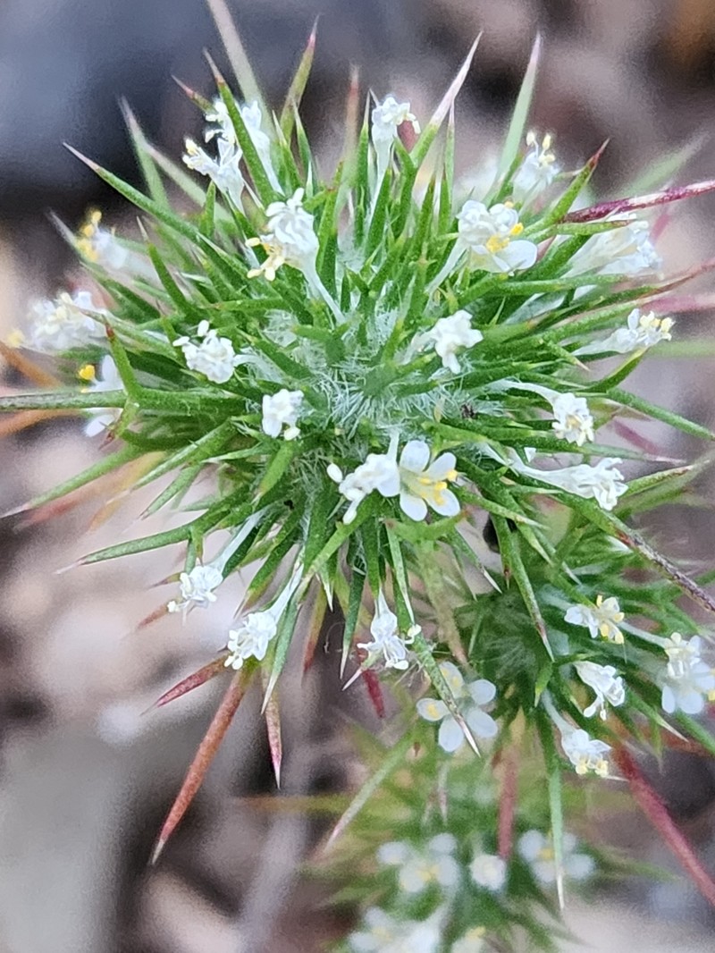 Navarretia intertexta subsp. propinqua
