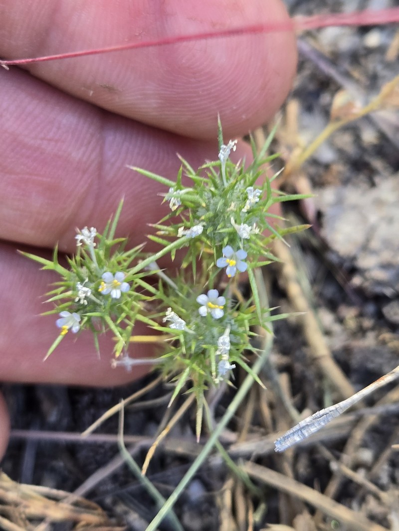 Navarretia intertexta subsp. propinqua photo 2