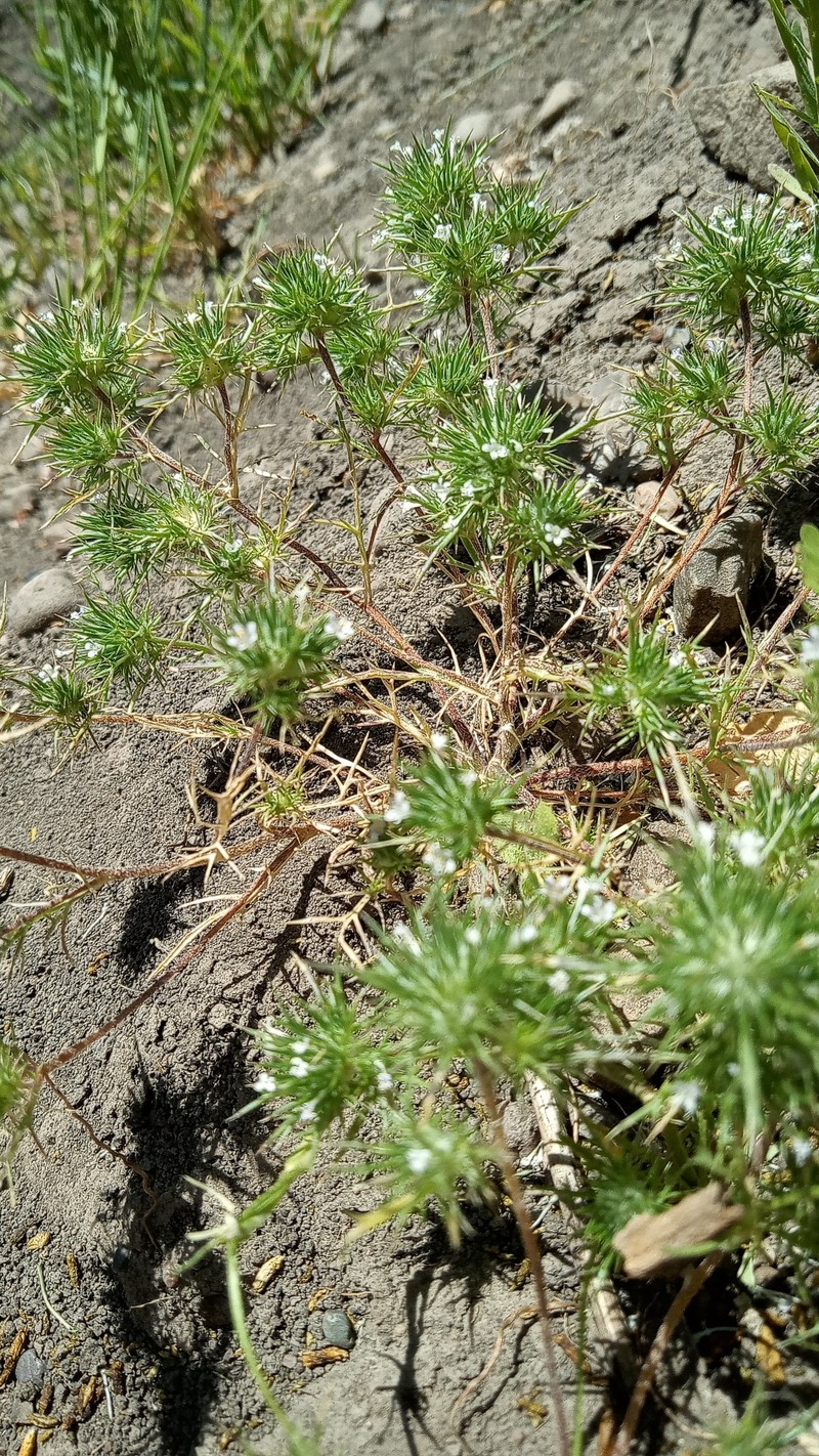 Navarretia intertexta subsp. propinqua photo 3