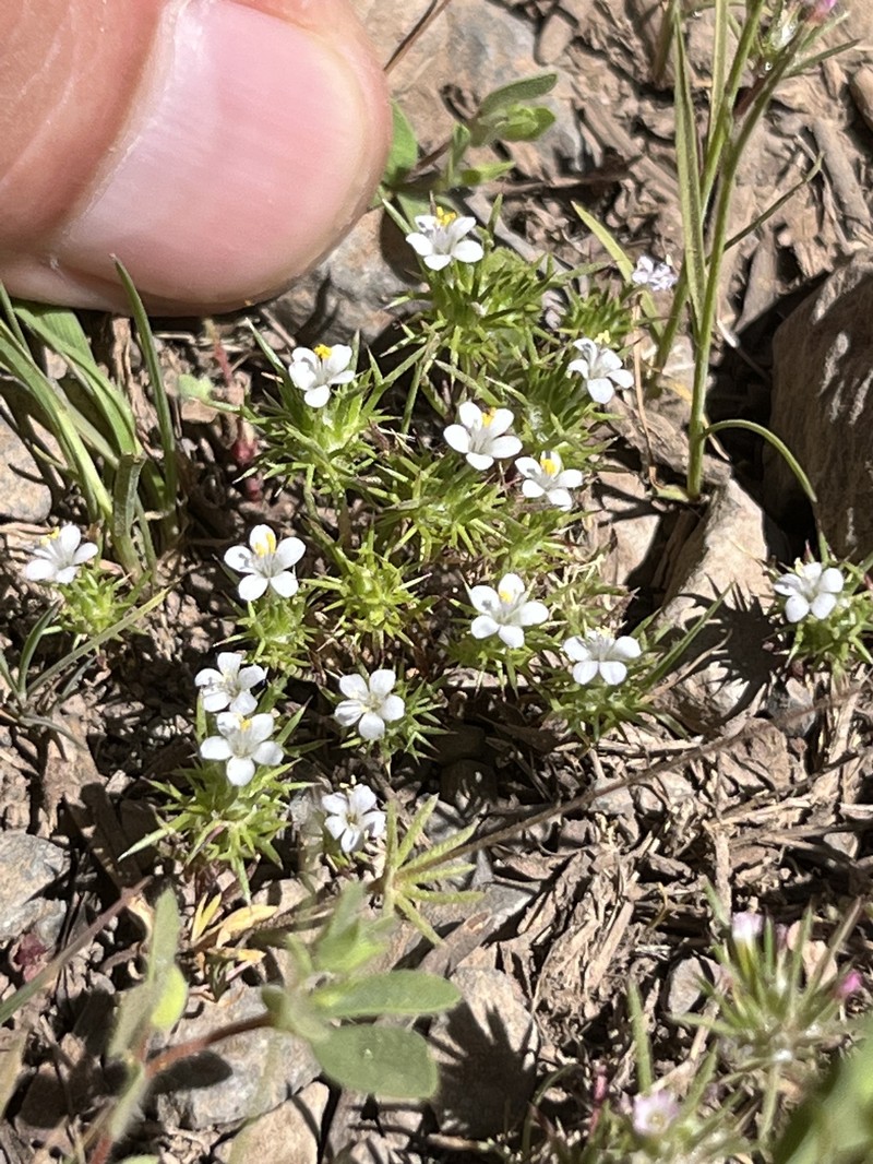 Navarretia intertexta subsp. propinqua photo 4