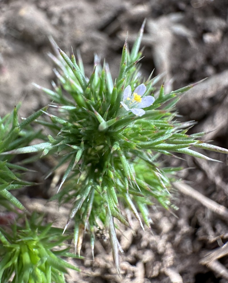 Navarretia intertexta subsp. propinqua photo 5