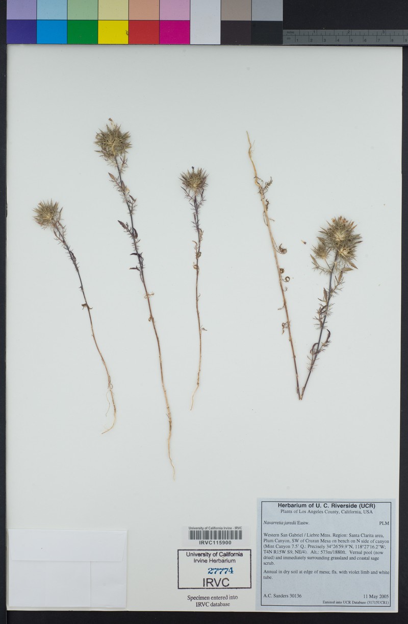 Mitrefruit Pincushionplant photo 2