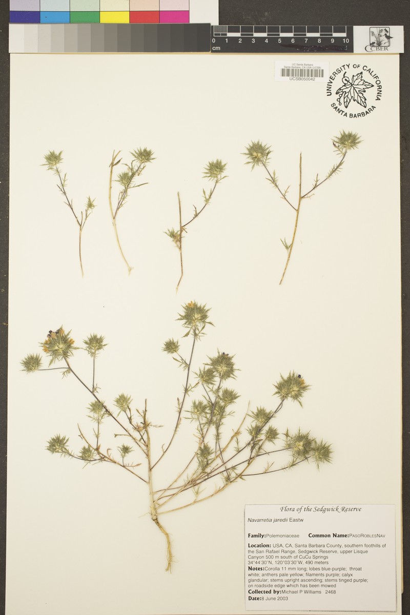 Mitrefruit Pincushionplant photo 3