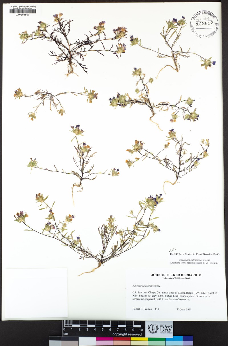 Mitrefruit Pincushionplant photo 4