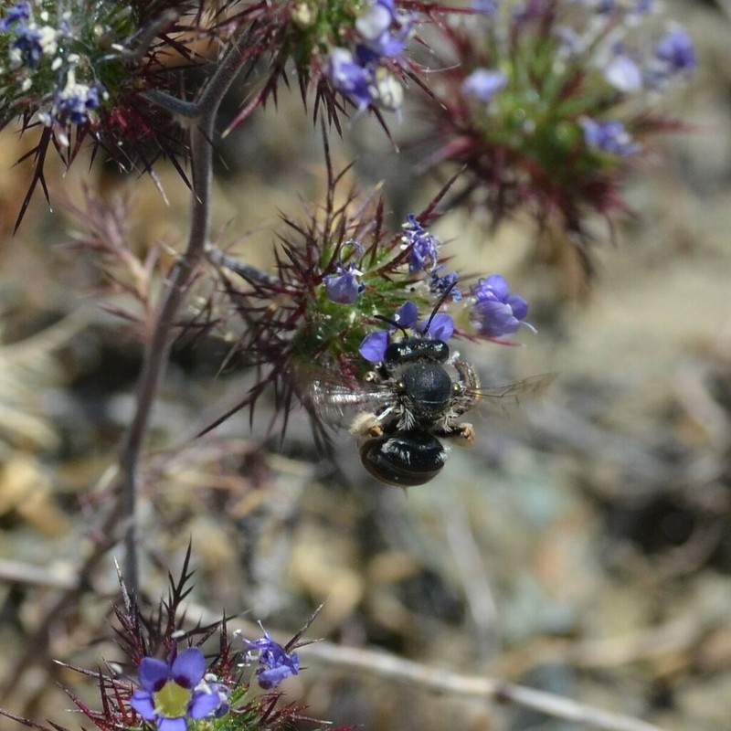 Jepson's Pincushionplant