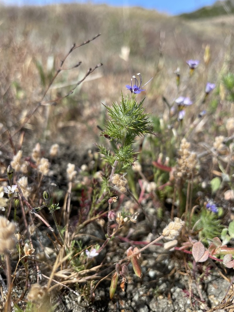 Jepson's Pincushionplant photo 4