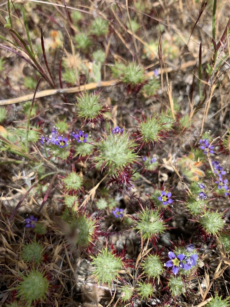 Jepson's Pincushionplant photo 6
