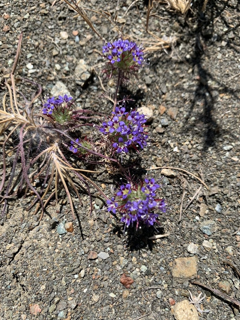 Jepson's Pincushionplant photo 7