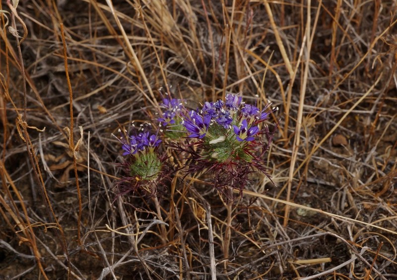 Jepson's Pincushionplant photo 8