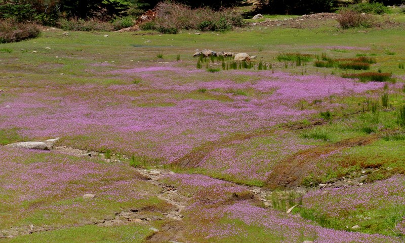 Bridges' Pincushionplant