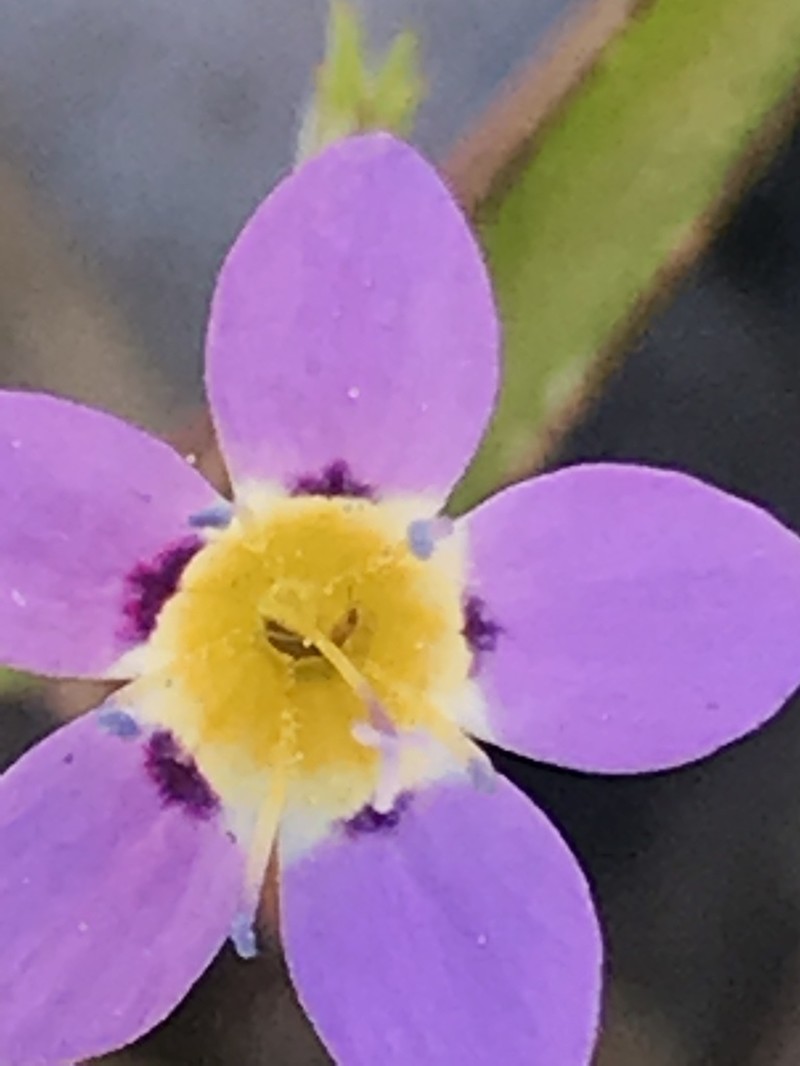 Bridges' Pincushionplant photo 6