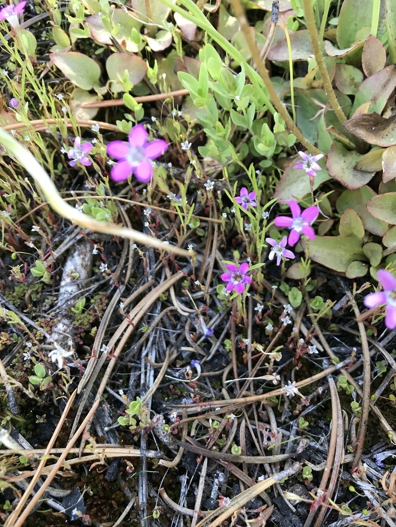 Bridges' Pincushionplant photo 7