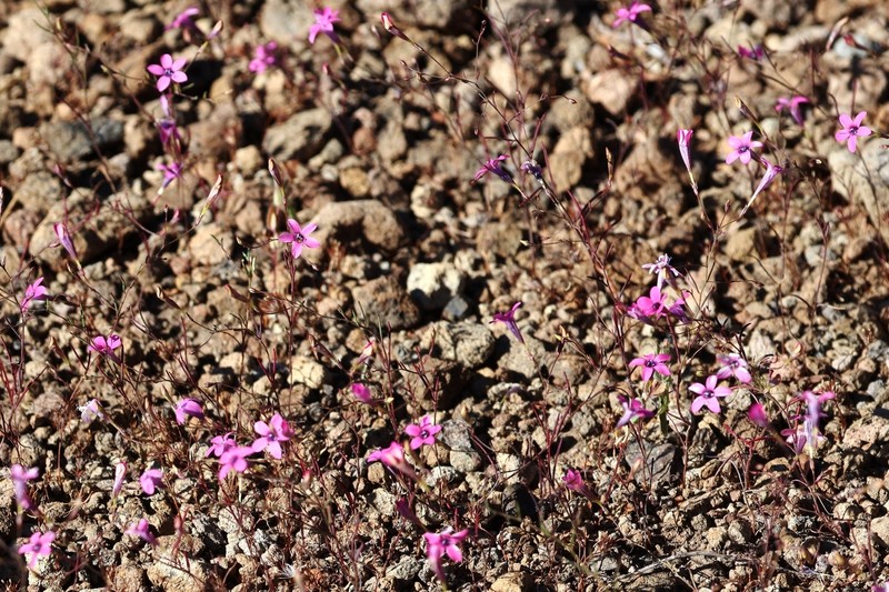 Navarretia leptalea subsp. bicolor