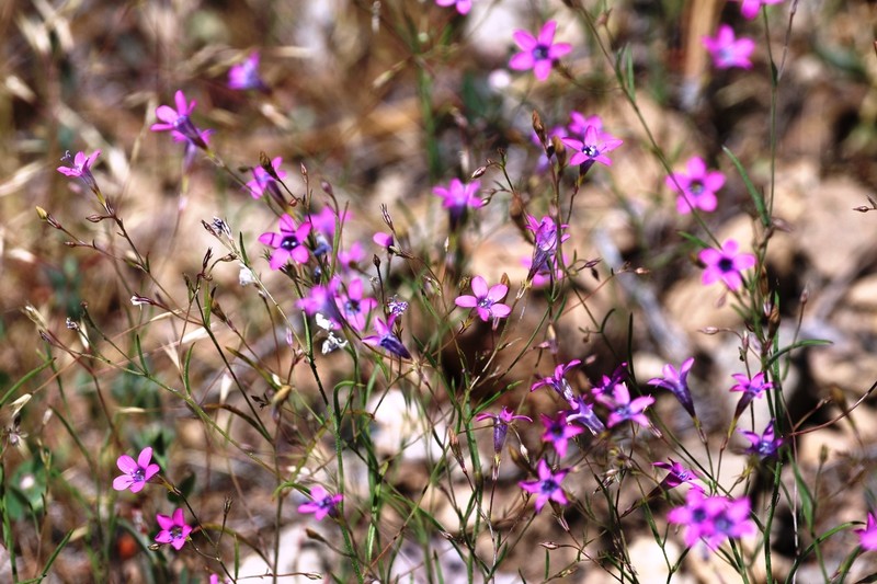 Navarretia leptalea subsp. bicolor photo 2