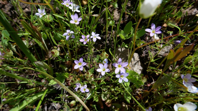 Navarretia leptalea subsp. bicolor photo 3